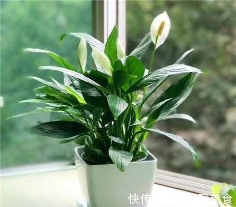 空气|卧室养花，就养几种“健康”花，空气清新促睡眠，一觉睡到大天亮