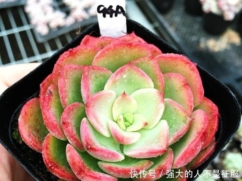 养多肉不用专门买肥料,3种废弃物简单处理,变成多肉最爱的养料