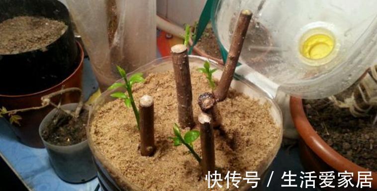 养花该怎么减少花销？扦插育苗，年年都能省下不少钱