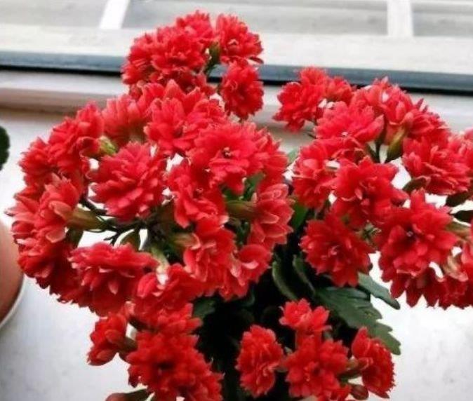 最适合新手养的4种花，不仅名字好听，花也漂亮，花香四溢