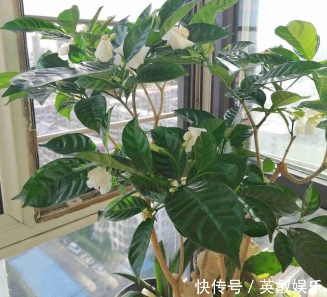 养花如何提升植物的抵抗力,减少病虫害用这2款调味品!