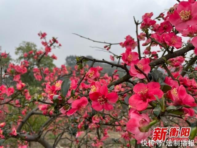 中年|新春走基层:春节假期百亩海棠花盛开 文明旅游成亮丽风景