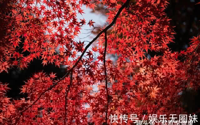 脏腑|血瘀百病生!吃这2物,活血化瘀、美容养颜、防结节