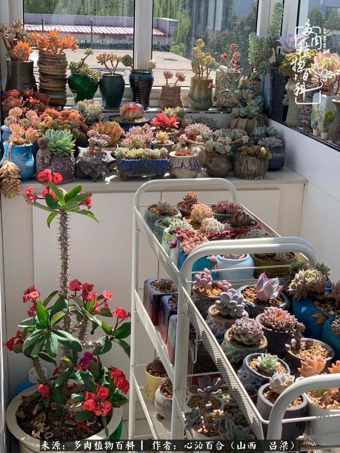 夏季的多肉，绿色才是主色调！努力呵护，期待绽放的那一刻！