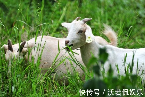 羊人|“羊羊羊”若出生在这两个季节，命好到连老天爷都嫉妒！有你吗
