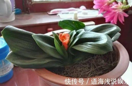 君子兰越小越值钱,养了4年,只有硬币大!