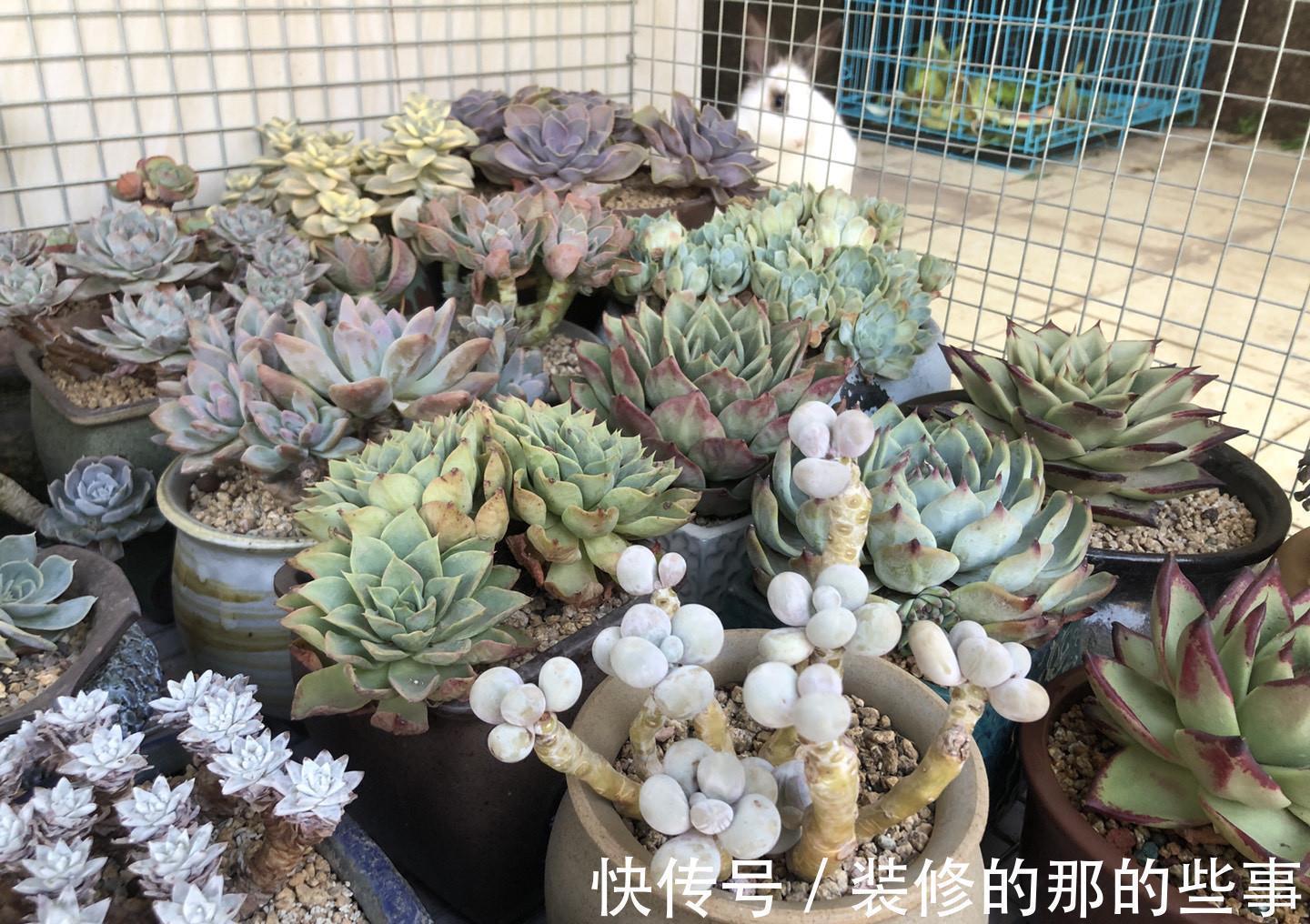 三伏天多肉易化水,停止“一动作”,否则易恶化,甚至摊大饼