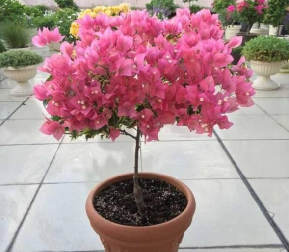 盆景|三角梅养成盆景又美又飒，爬成花墙热情浪漫，爆花成球秘诀在这