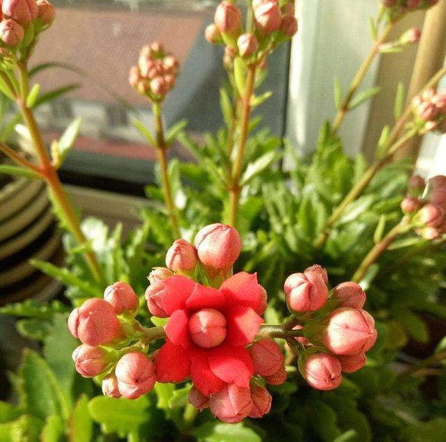 长寿花不长花苞,只控光用处不大,学会三控,花苞越来越多