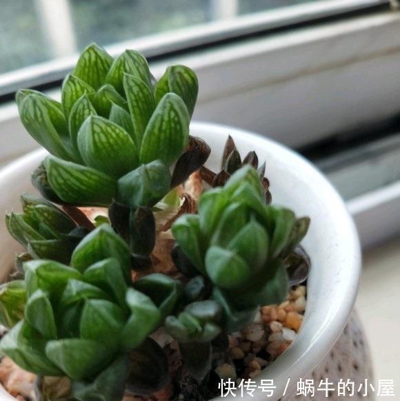 叶子|拯救病态的多肉，这3种问题，经常遇到，不加以改善，全部死翘翘