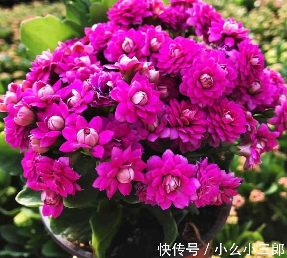 早春养长寿花，做好“剪、翻、养”，再次开成“大花球”