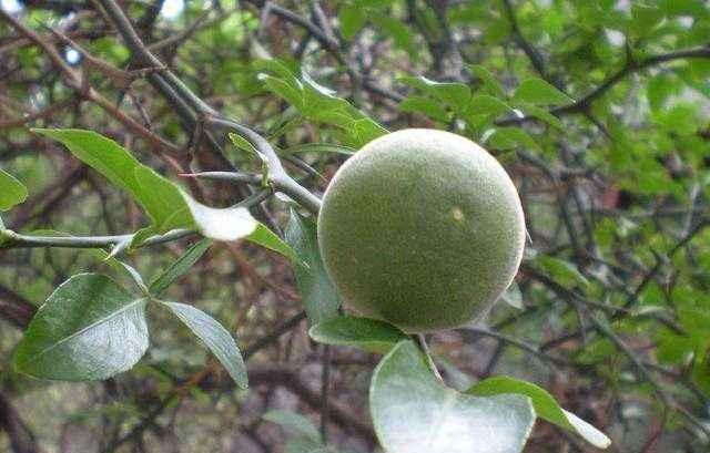 喂猪|树浑身是刺牲畜都怕,果子连猪都不吃,却有人把当宝贝