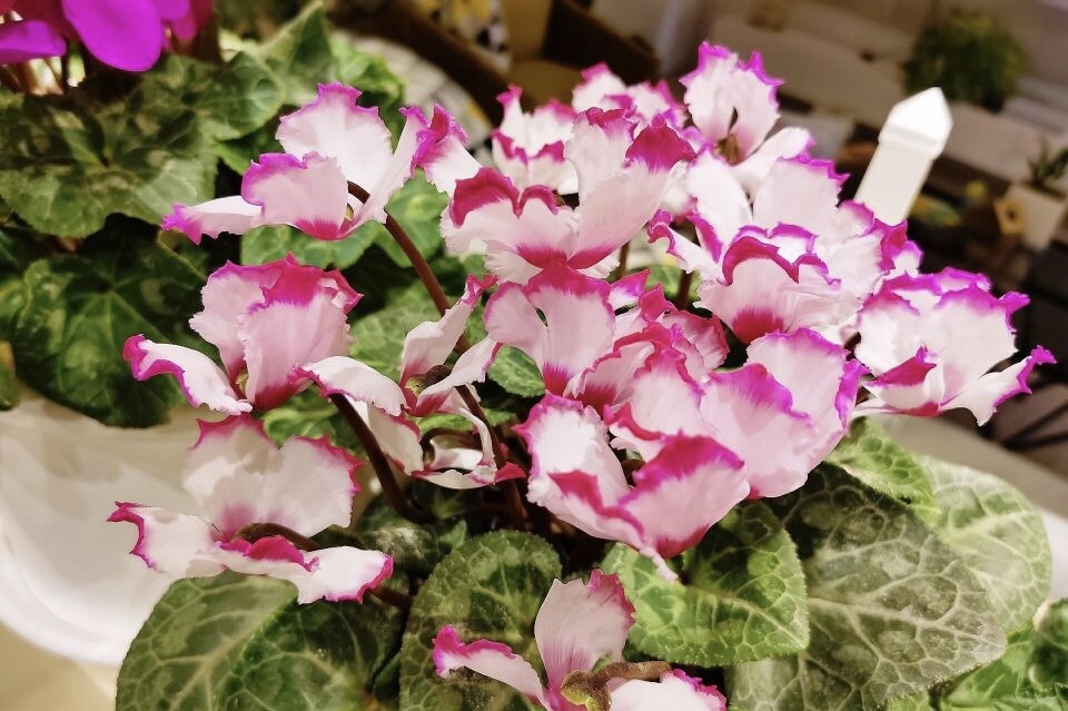 懂花的人都知道,4种“年关花”开败了剪1刀,30天后继续开