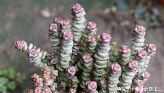 学问|给多肉浇水是门学问,5种方法,让你弄清楚该如何正确补水!