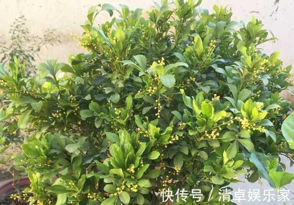 米兰花|夏季扦插茶花米兰花有妙招,套个塑料袋,保湿好生根快不死苗