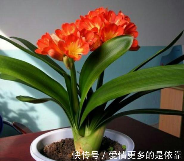 如何保障养花土的安全性学会这3妙招,不花钱就能杀菌消毒