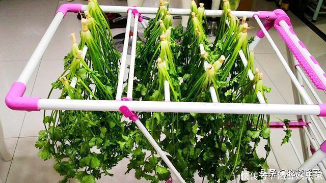 峰子|刚知道,香菜要这样保存,随吃随取,和刚买的一样新鲜,特简单