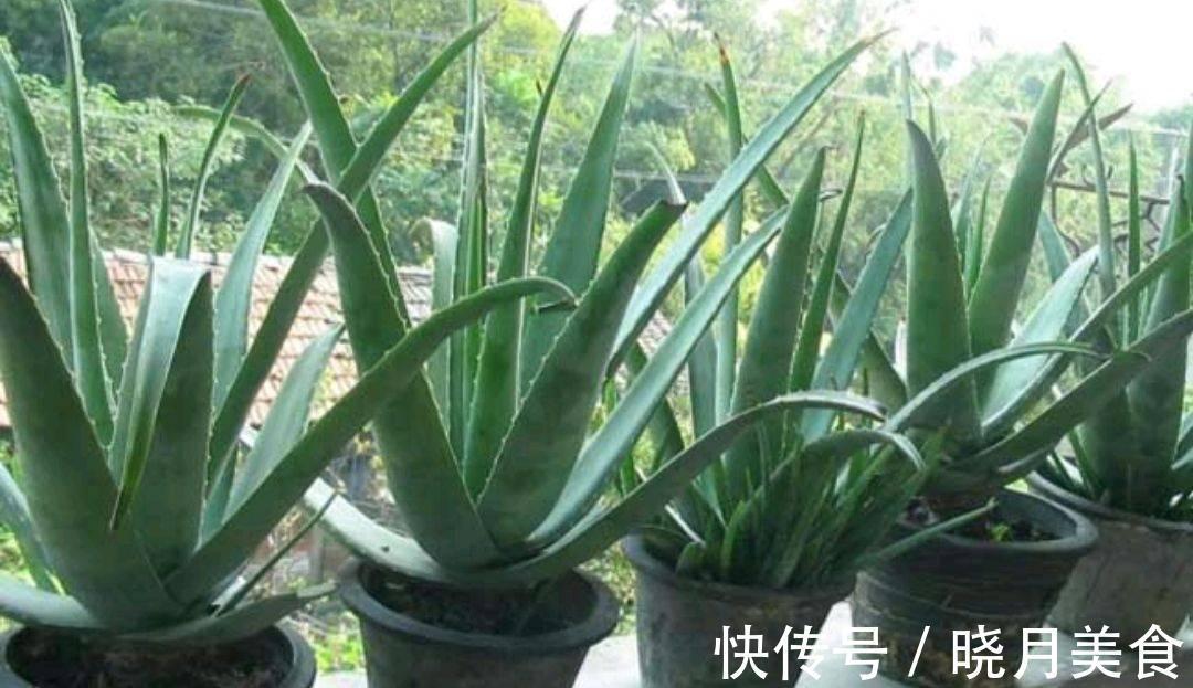 龟背竹|5种“大盆花”适合养客厅,旺家有格调,吉祥好养,易成“老桩”