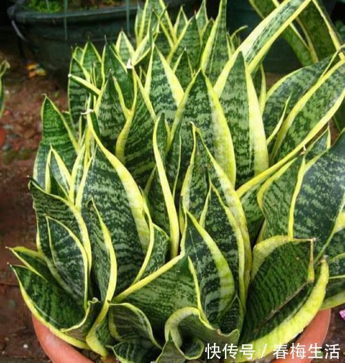 夏天8种花不用买，掐个叶子就能插活，让你的阳台变花园