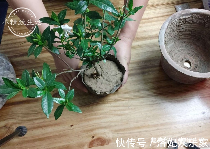 腐叶土+|栀子花买回家，上盆分6个步骤，用9张图说明，完整明了