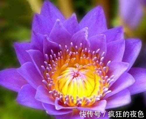 世界上最稀有的花朵，有的臭气熏天，还有一个仅剩两朵