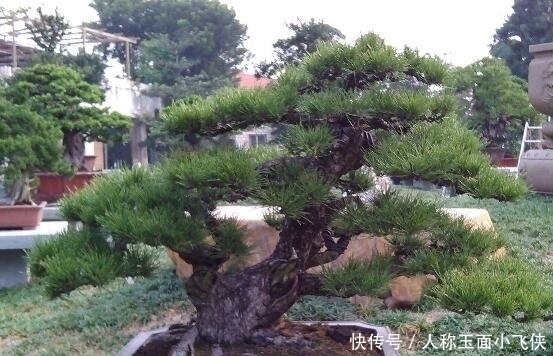 寂寞|养花的人,心情平和,耐住寂寞,自信把握,事业有果,幸福颇多