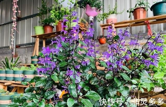 被低估的“三种花”，叶片自带香气，家里摆一盆，家人更健康