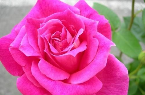 冷俊|3种花让人爱不释手,香气怡人,漂亮似牡丹,养护容易