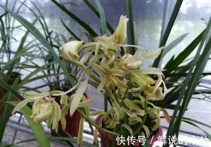 奇花|兰花界的三大奇花,得其一足以炫耀一生,值得一养