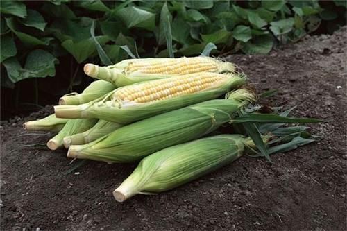 芒果|人到中年，推荐常吃3种食物，排毒清肠，养颜抗衰，滋补身体