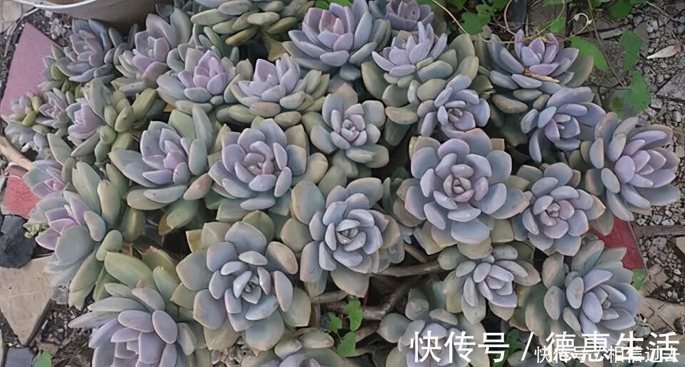 太阳|6种多肉好养活，夏天不休眠，晒晒太阳红彤彤，度夏也萌