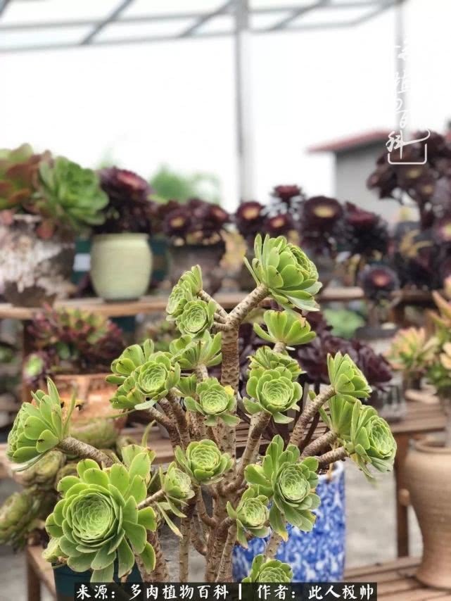 骄阳艳玫瑰,梦幻魔法师!独爱你的百媚千红!