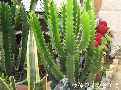 养龙骨花,掌握这几个技巧,植株长得又粗又高,极具观赏价值