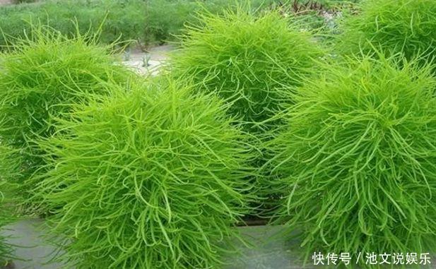 扫帚菜|以下几种野菜，清热祛痰，活血养颜，老中医都很喜欢