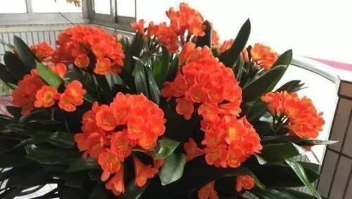 花长得不好盆里放根香蕉,叶子肥厚、疯狂开花,连肥都不用施