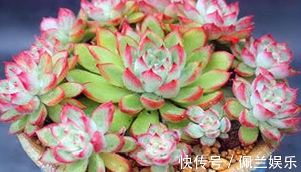 多肉女雏养护“4要点”，轻松爆盆，粉橙相间漂亮迷人