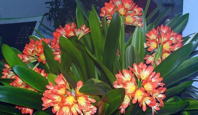 君子兰养了好多年,不长侧芽,养护注意几点,变成群兰花开爆!