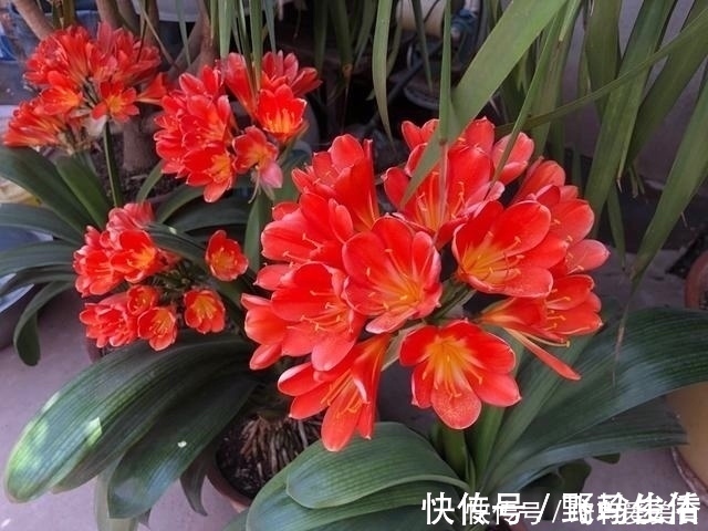 花友们|君子兰肥足长得壮，4种“肥水”轮着浇，10枝花箭一起蹿出来