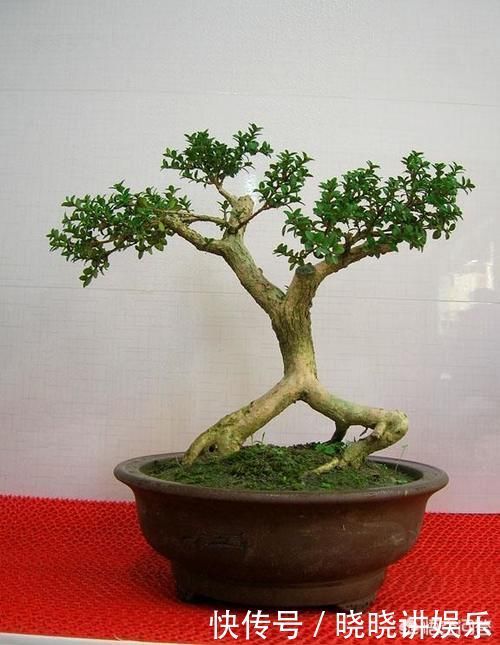 大树|几年前别人送的盆景,让父母养成大树了,现在想把它养回盆景,可以吗?该怎么做呢?
