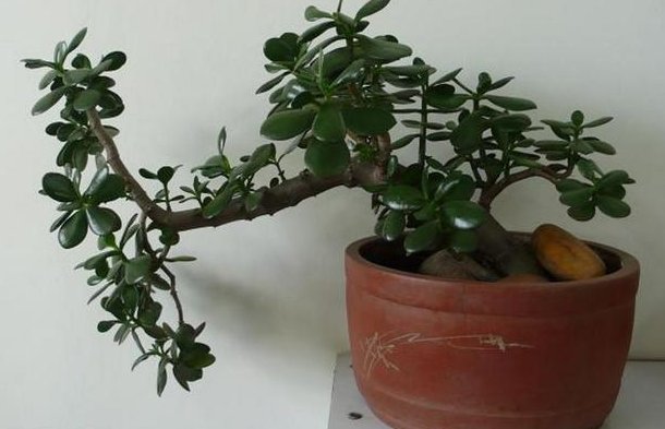 三角梅|这3种“植物”,一个月不浇水,反而蹭蹭长,最适合懒人养花