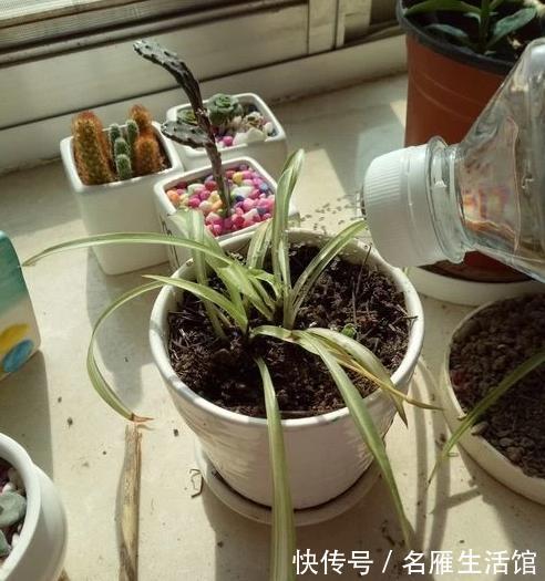 成本|家庭养花,该从哪些途径下手“压缩成本”?