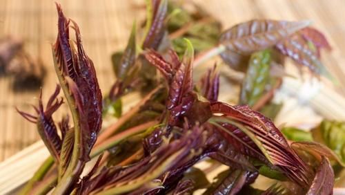 香椿的新吃法，炸香椿外皮金黄酥松，香椿碧绿鲜嫩香味浓郁