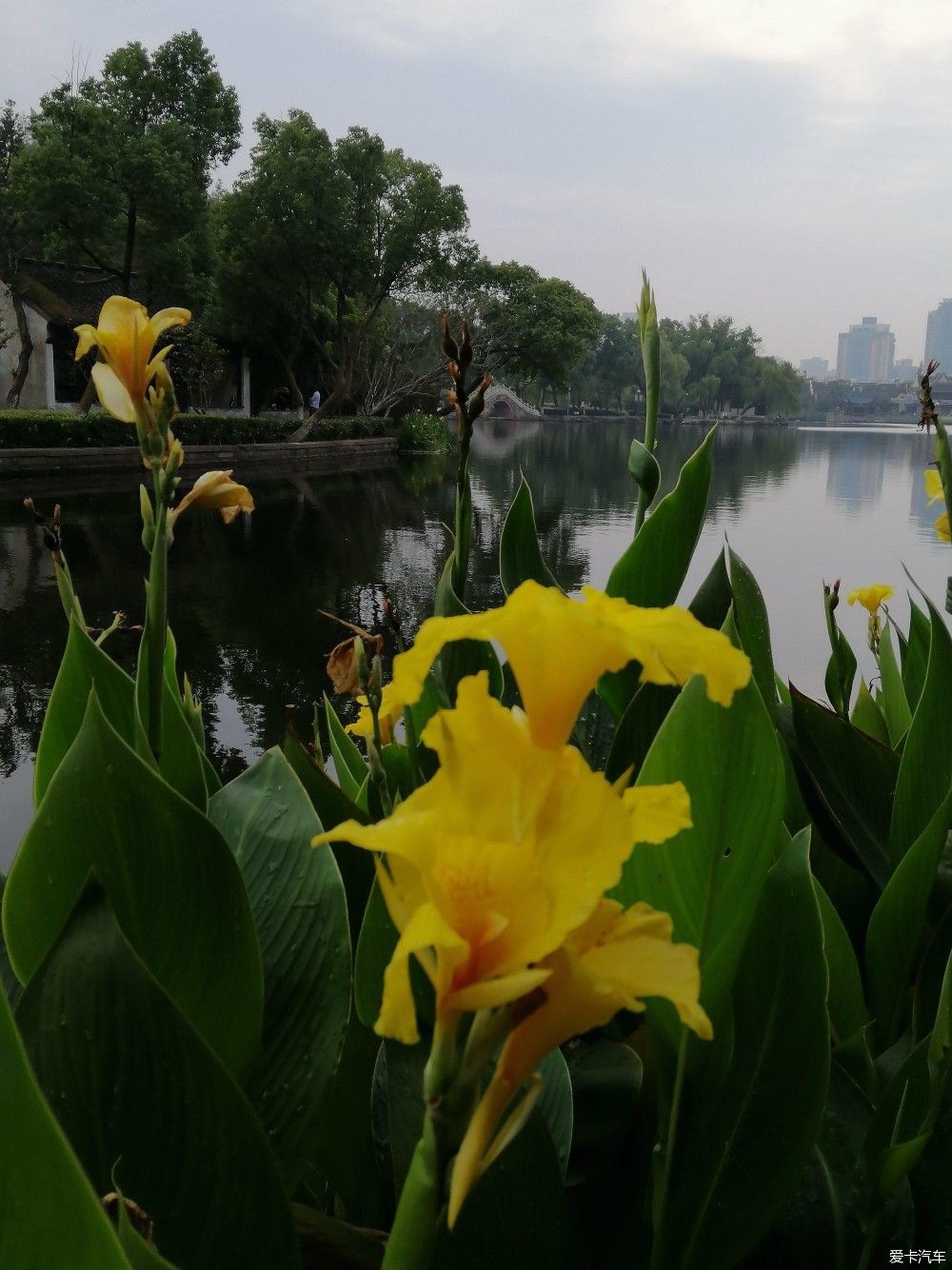 地标|晨游月湖园，误撞童槐家