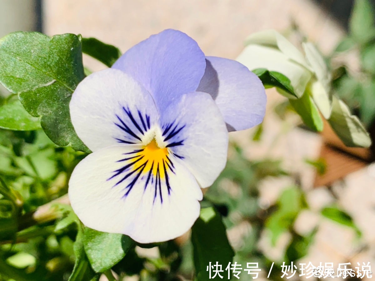 虞美人|秋天是养草花的季节,12种草花现在播种,俩月就能开花