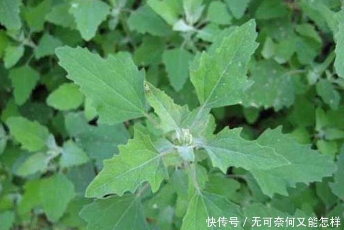 如果想要补钙，吃这种野菜就够了，不用花钱而且营养丰富