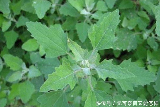如果想要补钙,吃这种野菜就够了,不用花钱而且营养丰富