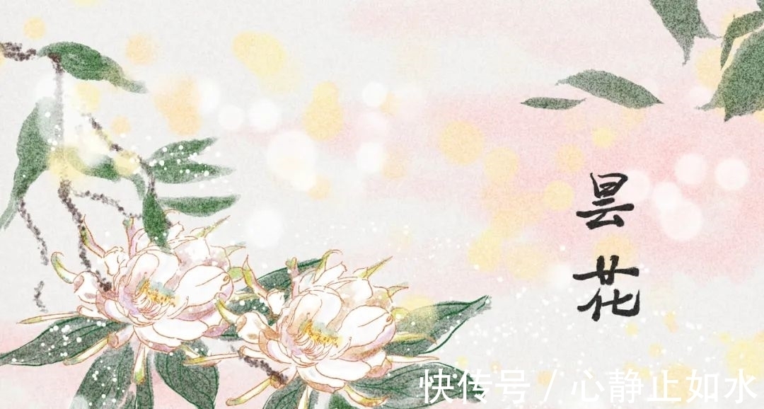 昙花：静态雪花堪比洁，幽香莲叶与同清