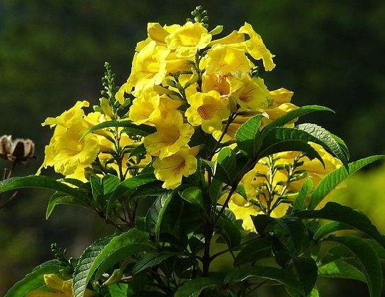 喜欢养花,不如养盆琼花,如同''开花机器'',烂漫迷人