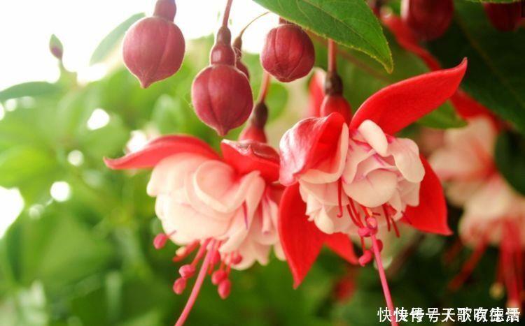 角堇角堇|4种花一养就上瘾,365天开花不断,开花超美超迷人