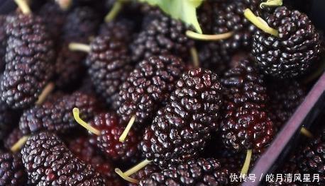 助消化|除了桑葚的五种养生功效,你还知道什么其他功能